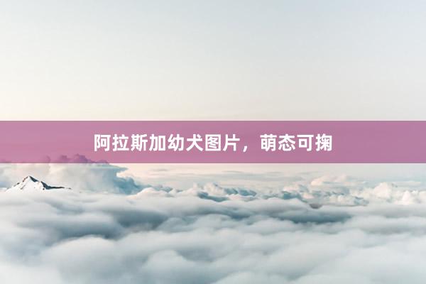 阿拉斯加幼犬图片，萌态可掬