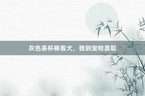 灰色茶杯稀客犬，独到宠物袭取